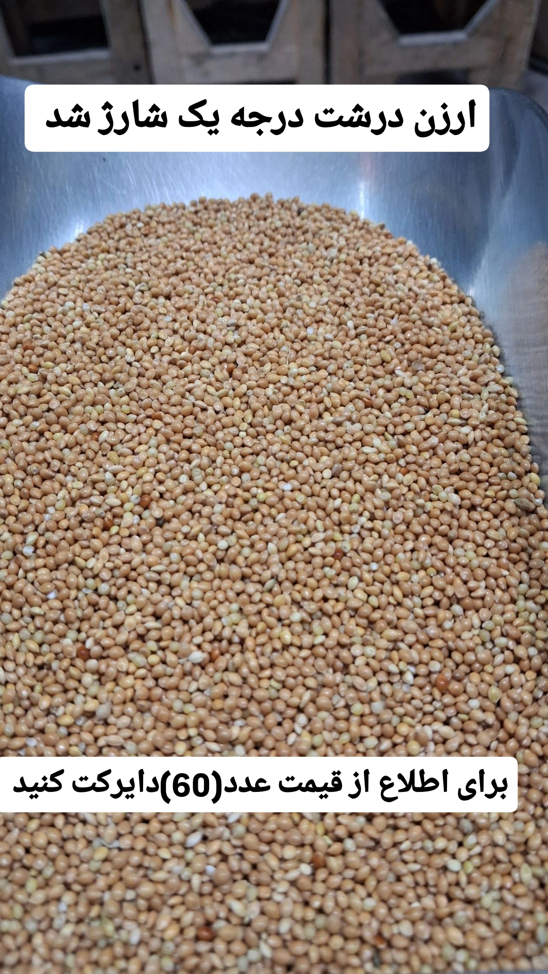 ارزن درشت خارجی درجه یک ارزن روس در کیسه های ۴۰ کیلوی